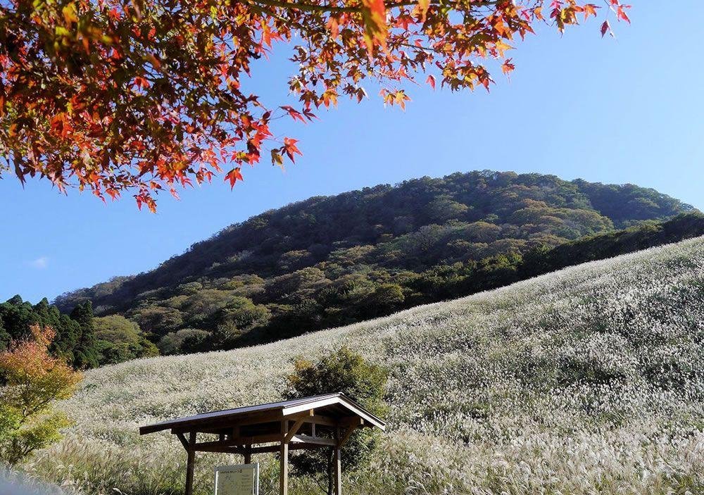 Takanosu-hara Highlands Pampas Grass
