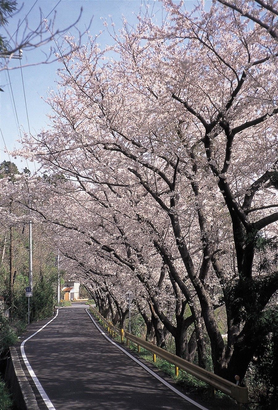 Gojo Sembonzakura