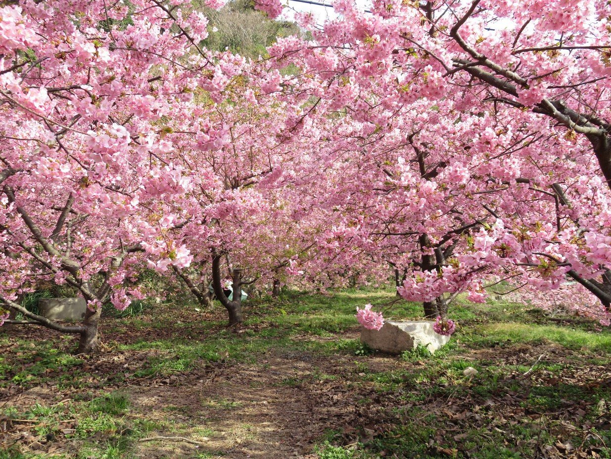 Suoooshima Sho Seki no Kawazu Sakura