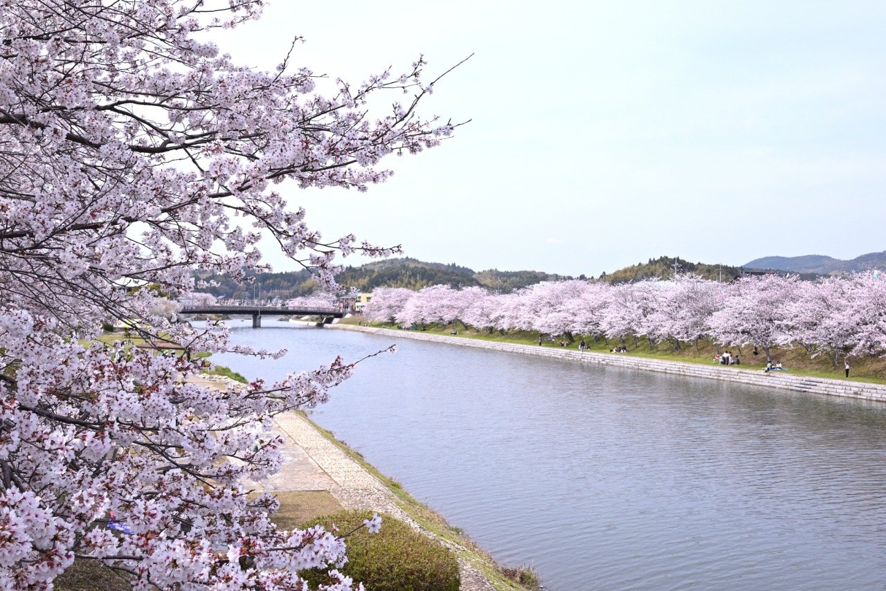 Tabuse Kawa Sakura Namiki