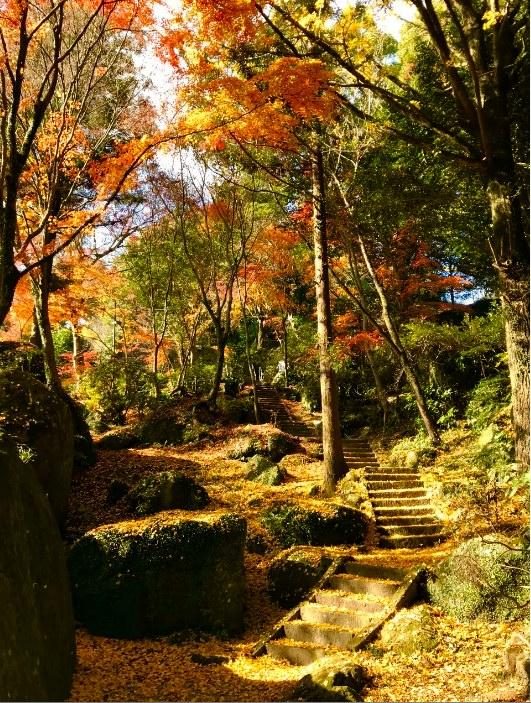 Taihozan Tenshin-ji Temple Autumn Leaves