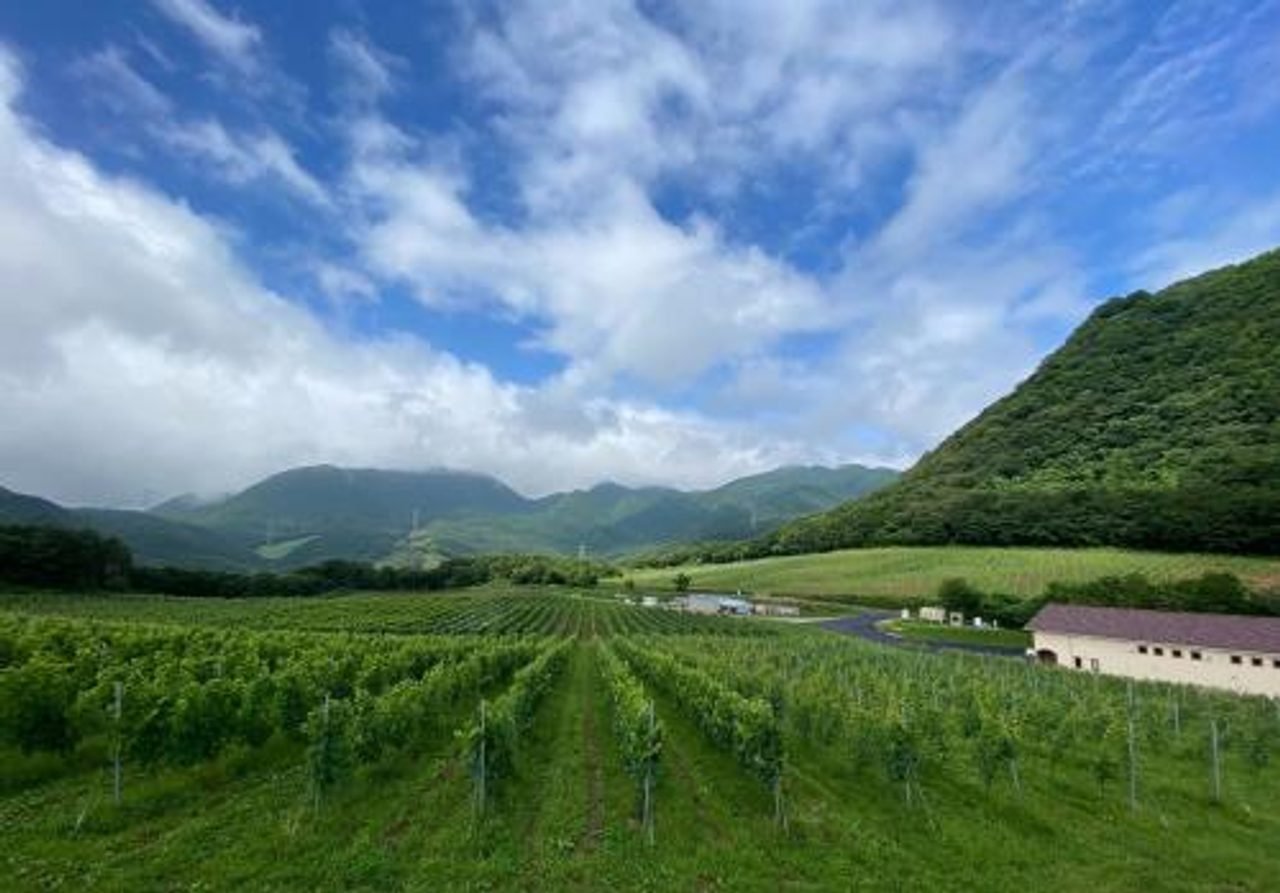 Ryomi Vineyard under Nanatsumori peaks