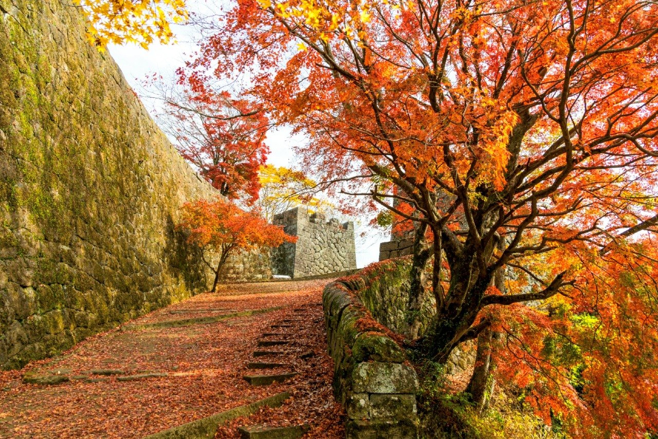Autumn maples along the stone walls of Oka Castle ruins, Taketa