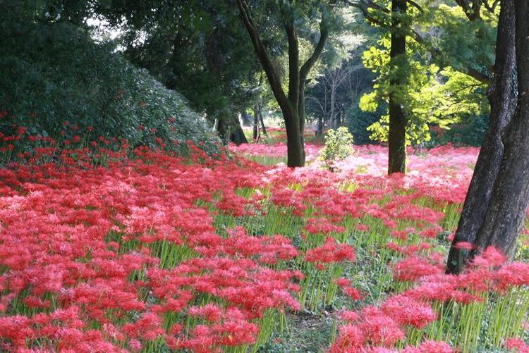 Nanatsumori Burial Mound Spider Lilies