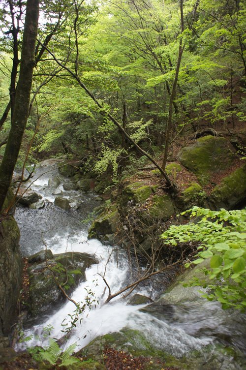 Kamihara Gorge, a Highlight of the Sobo-Katamuki-Okue UNESCO Eco-Park