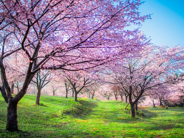 Nagayu Onsen Shidare Sakura Village