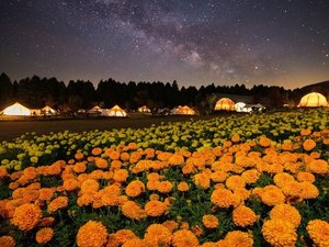 くじゅう花公園キャンピングリゾート花と星