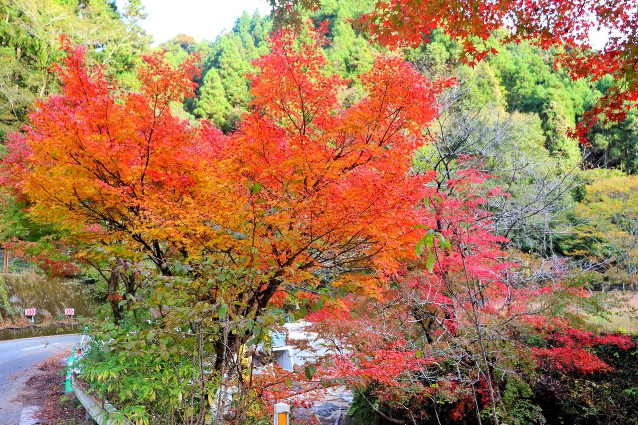 Toho Maple Road