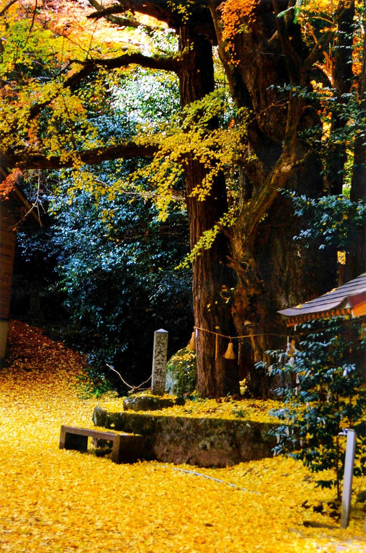 Iwaya Park no Taiko Mago Ki