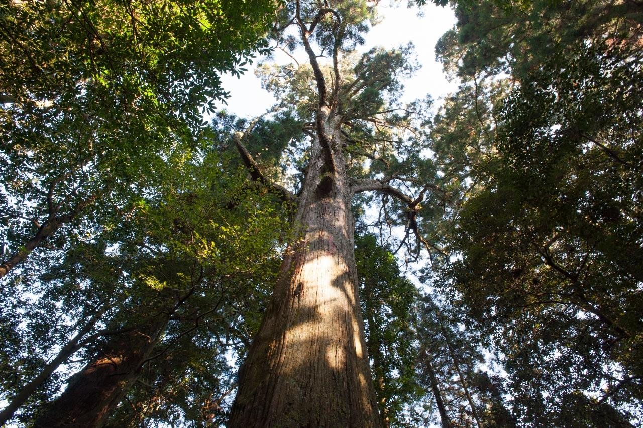 Koishiwara no Gyoja Sugi