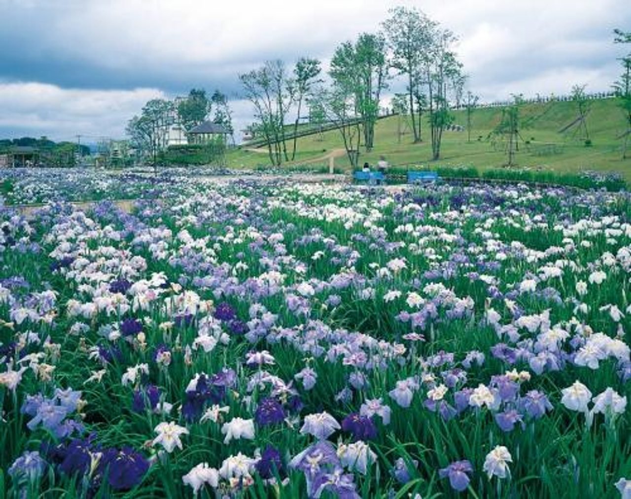 Iris Field at Hanashobu-no-Sato Park