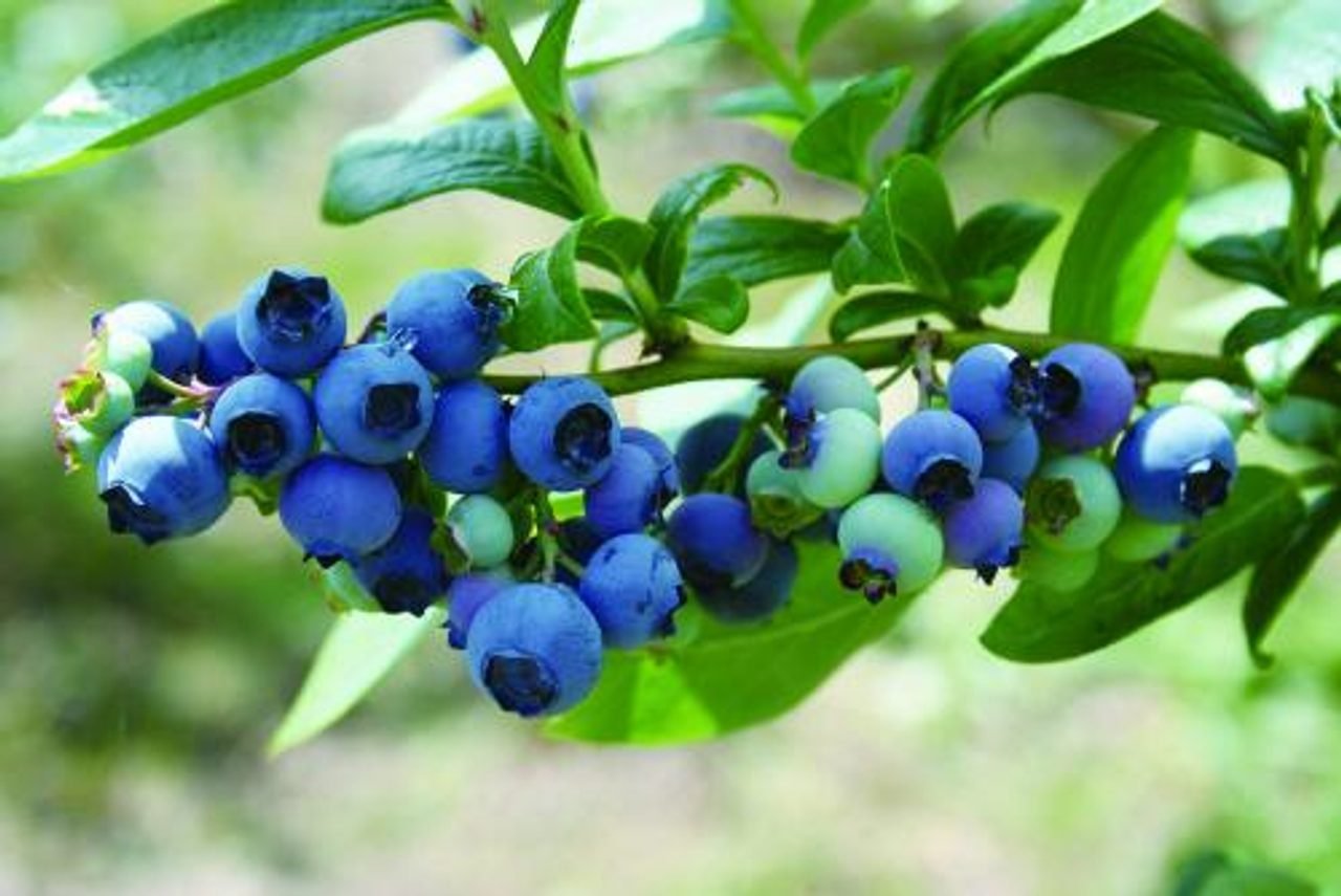 Blueberry Picking Experience