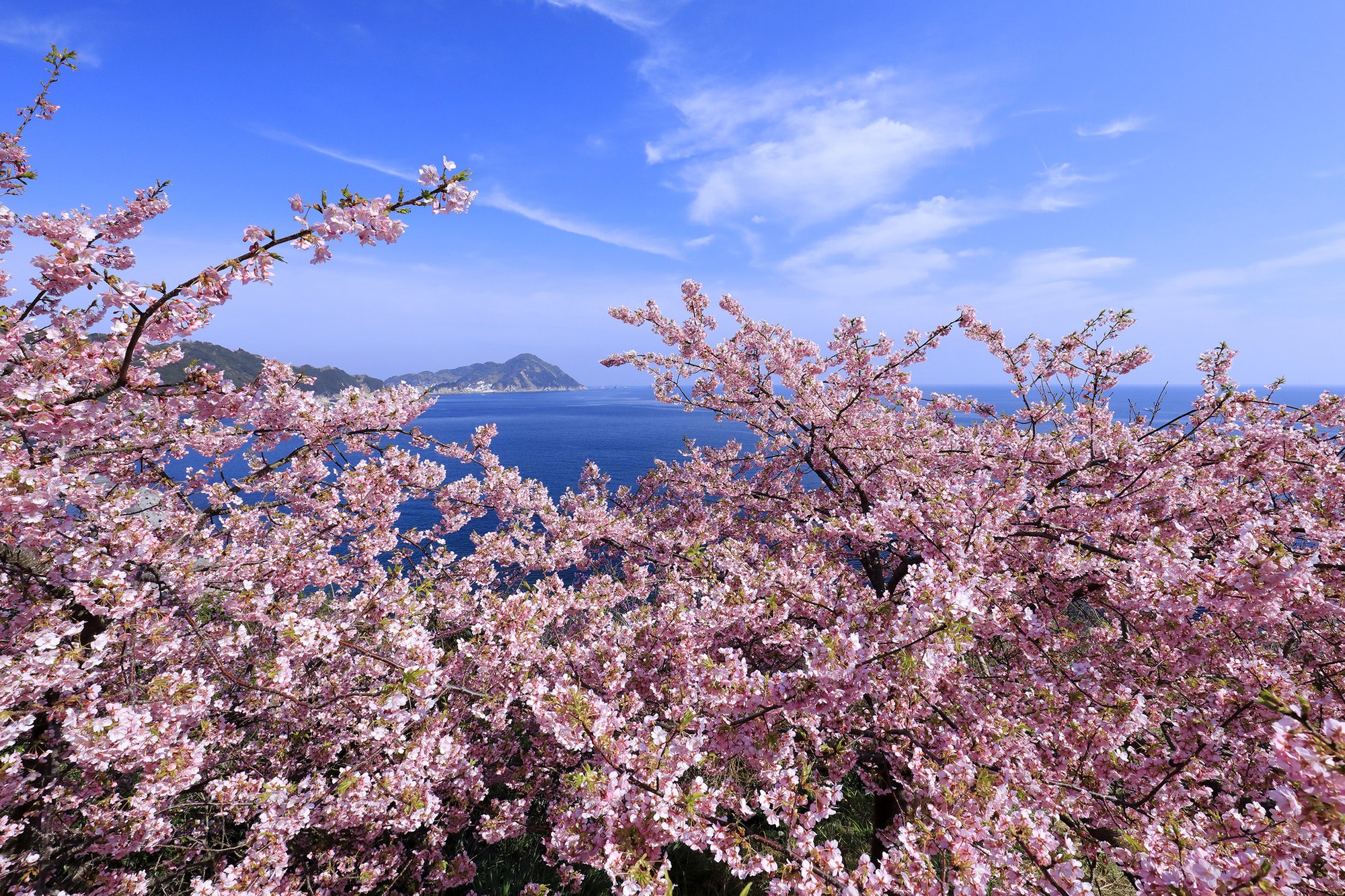 Kawazu cherry blossoms above the sea on the Yotsuura Peninsula, Tsukumi