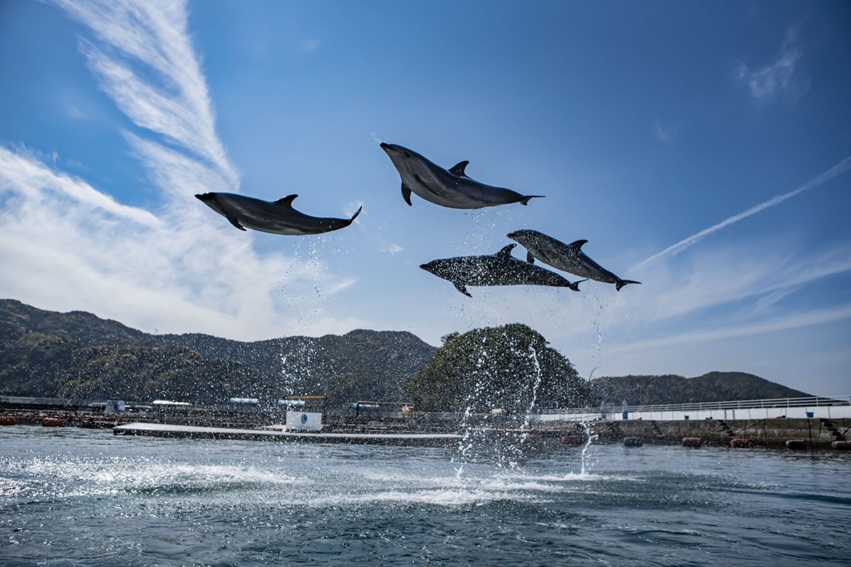 Tsukumi Dolphin Island