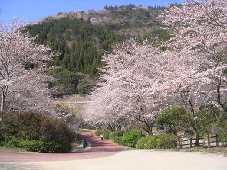 Aoe Dam (Cherry Blossoms)