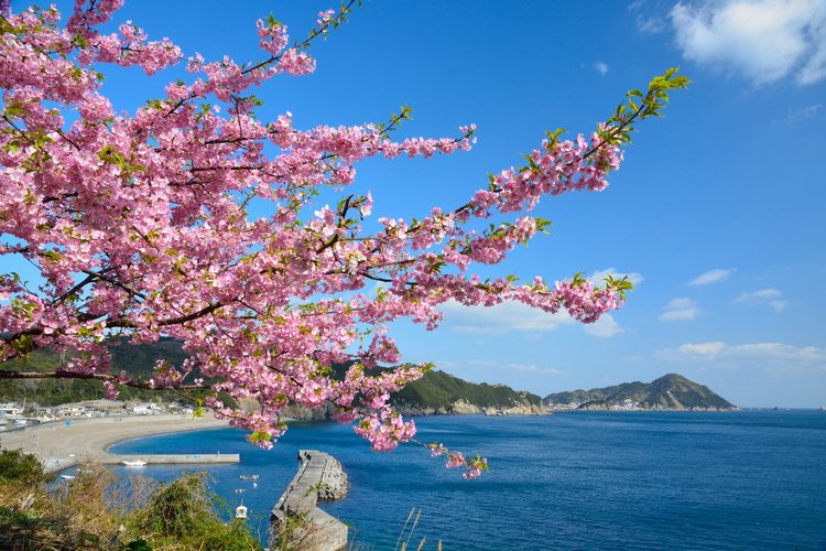 Shiura Peninsula Kawazu Cherry Blossoms