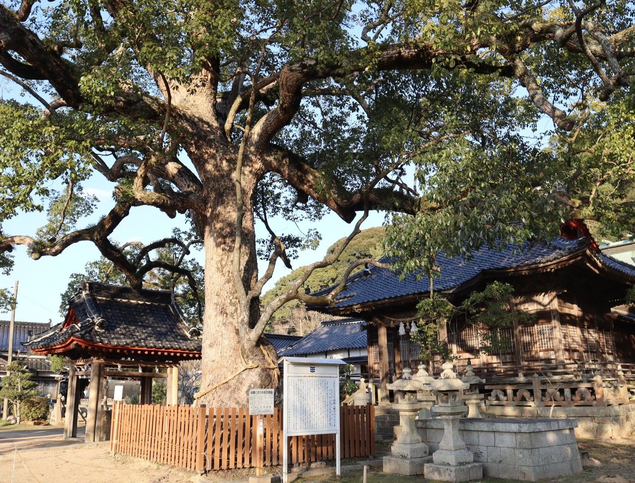 Okazaki Hachiman Shrine no Kusu no Ki no Taiju