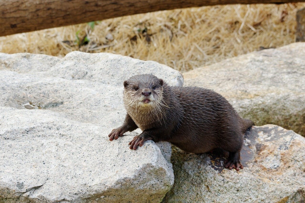 Tokiwa Zoo Kotsumekawauso
