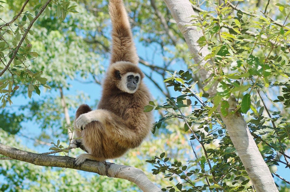 Tokiwa Zoo Shirotetenagazaru