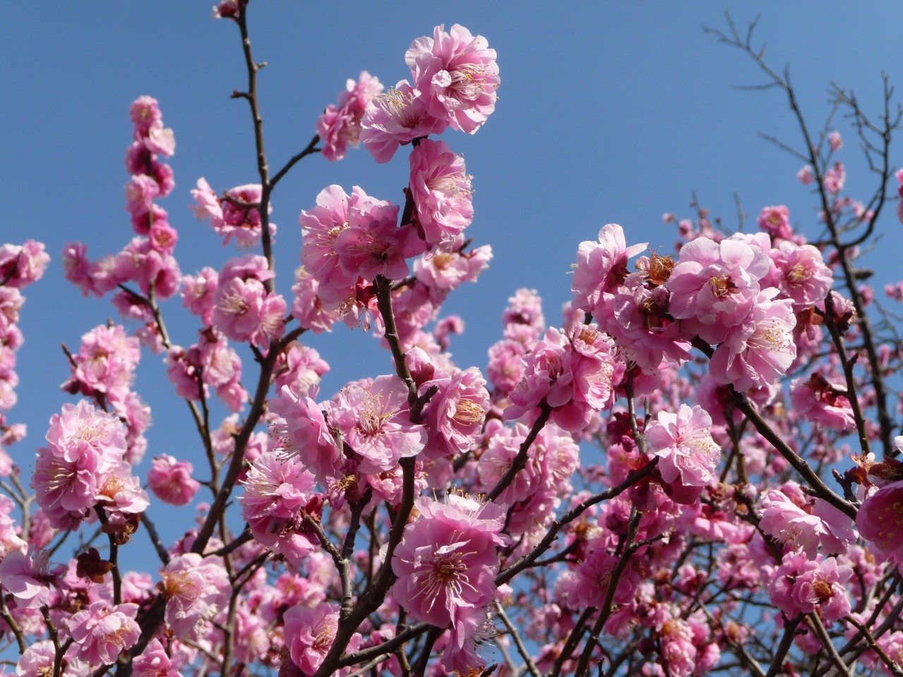 Tokiwa Park Haru no Hanamono Go Ume