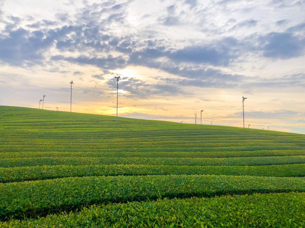 Fujikawa-nai Tea Garden (Ono Tea Fields)