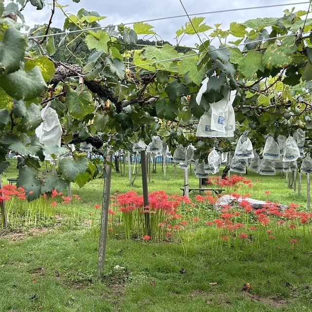 中島農園