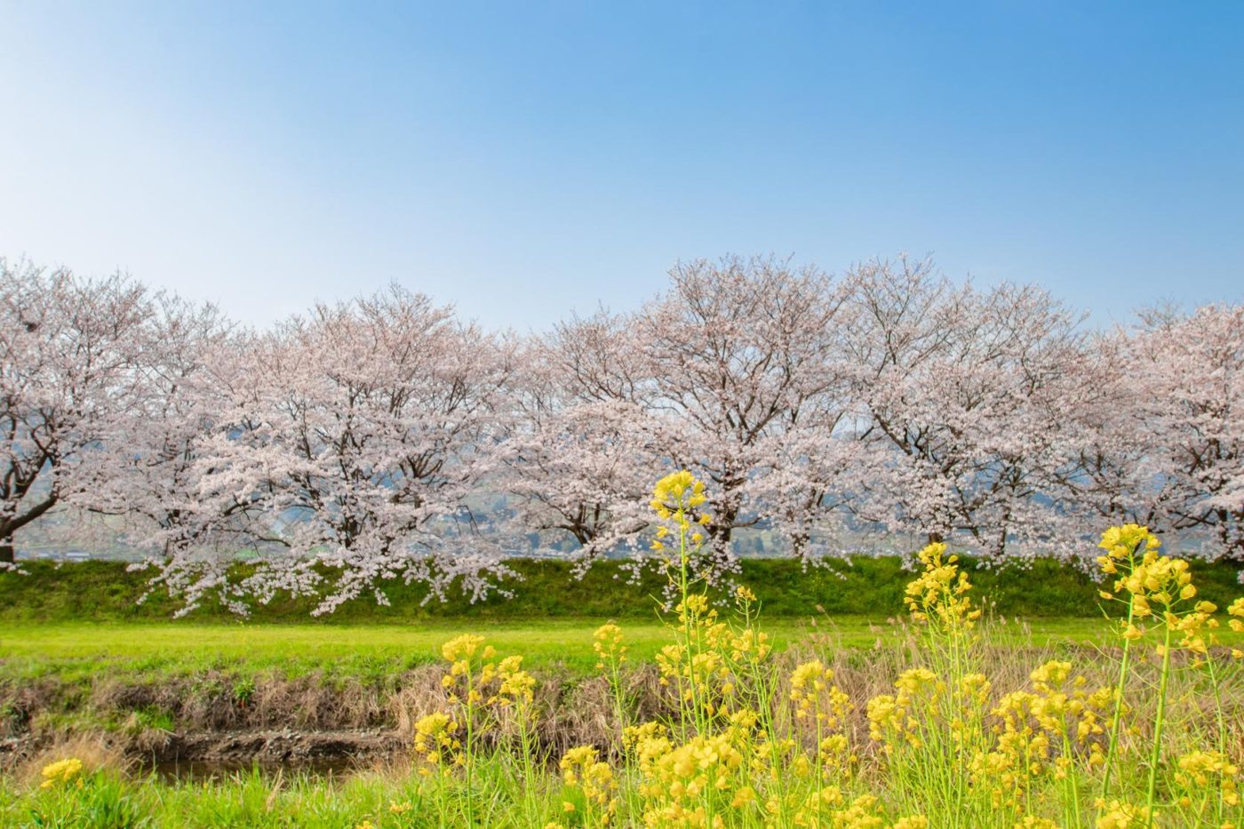 Rukawa Cherry Blossom Avenue