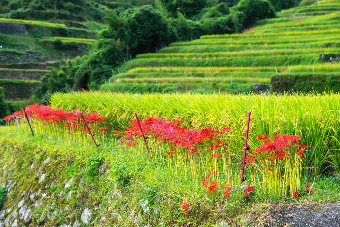 Tsuzura Rice Terraces (Ukiha)