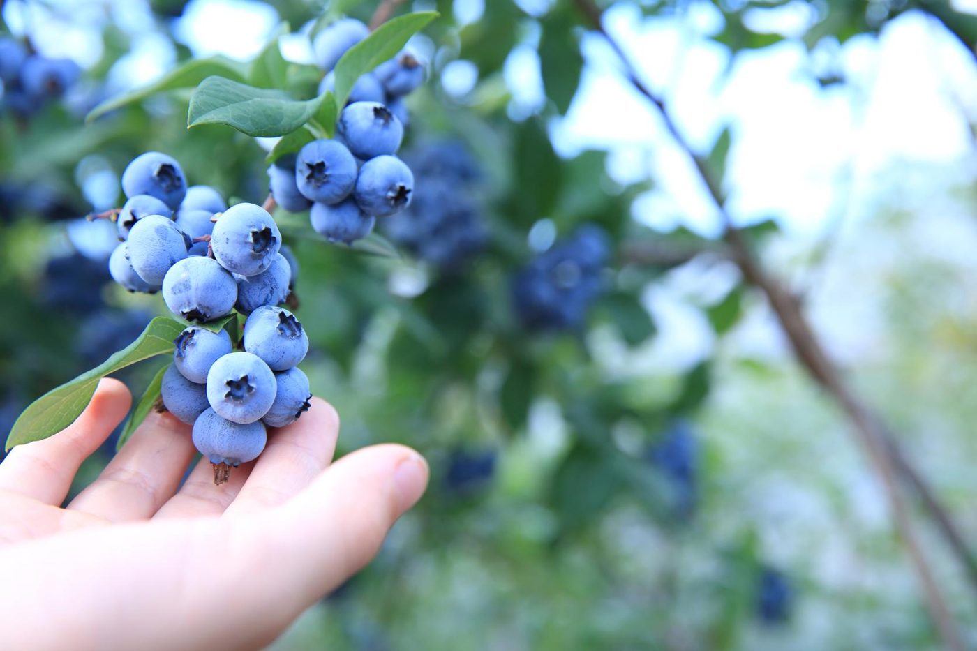 Ukiha Fruit Village Yamandon