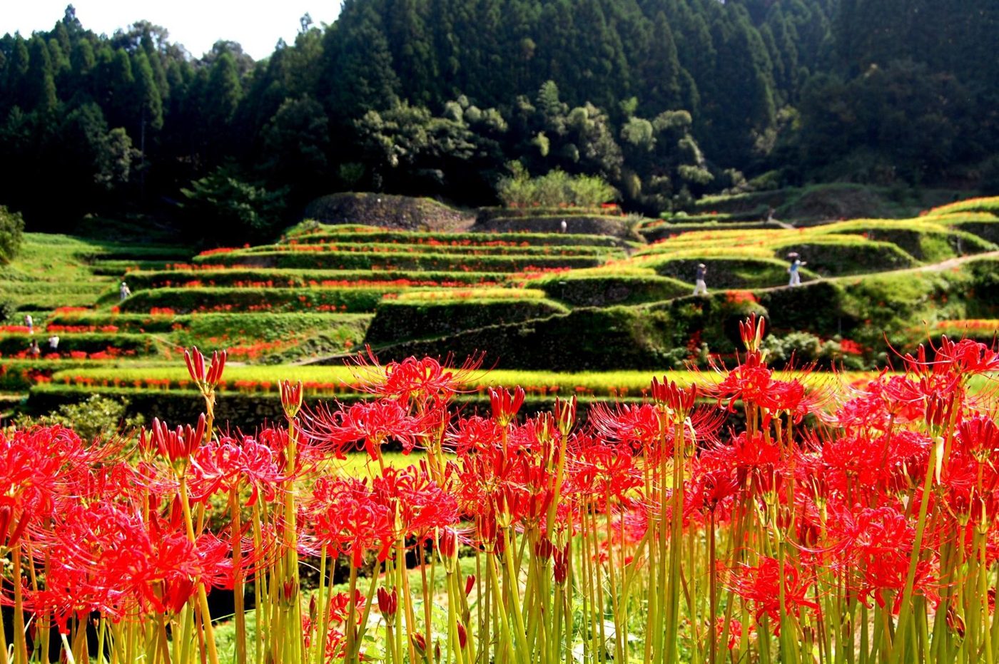 Red Spider Lilies of Tsuzura Rice Terraces