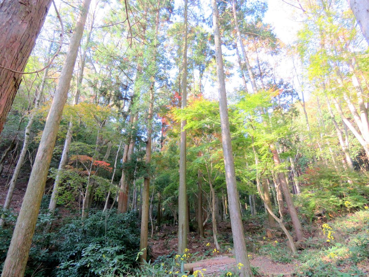 Shioji Prefectural Forest (Wellness Forest)
