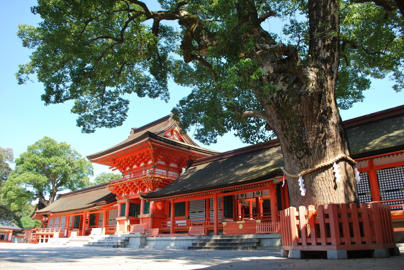 Vermilion halls of Usa Jingu beside a giant camphor tree