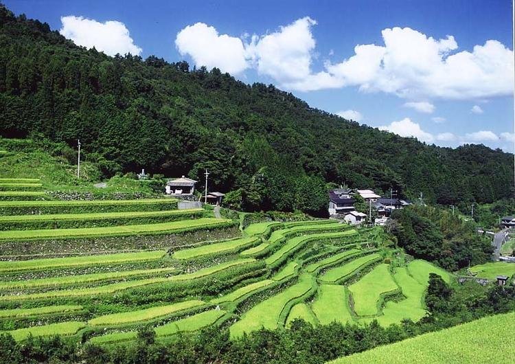 Ryoai Rice Terraces