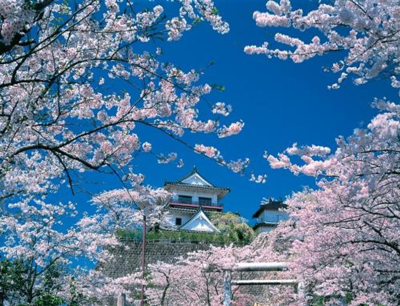 Joyama Park Cherry Blossoms