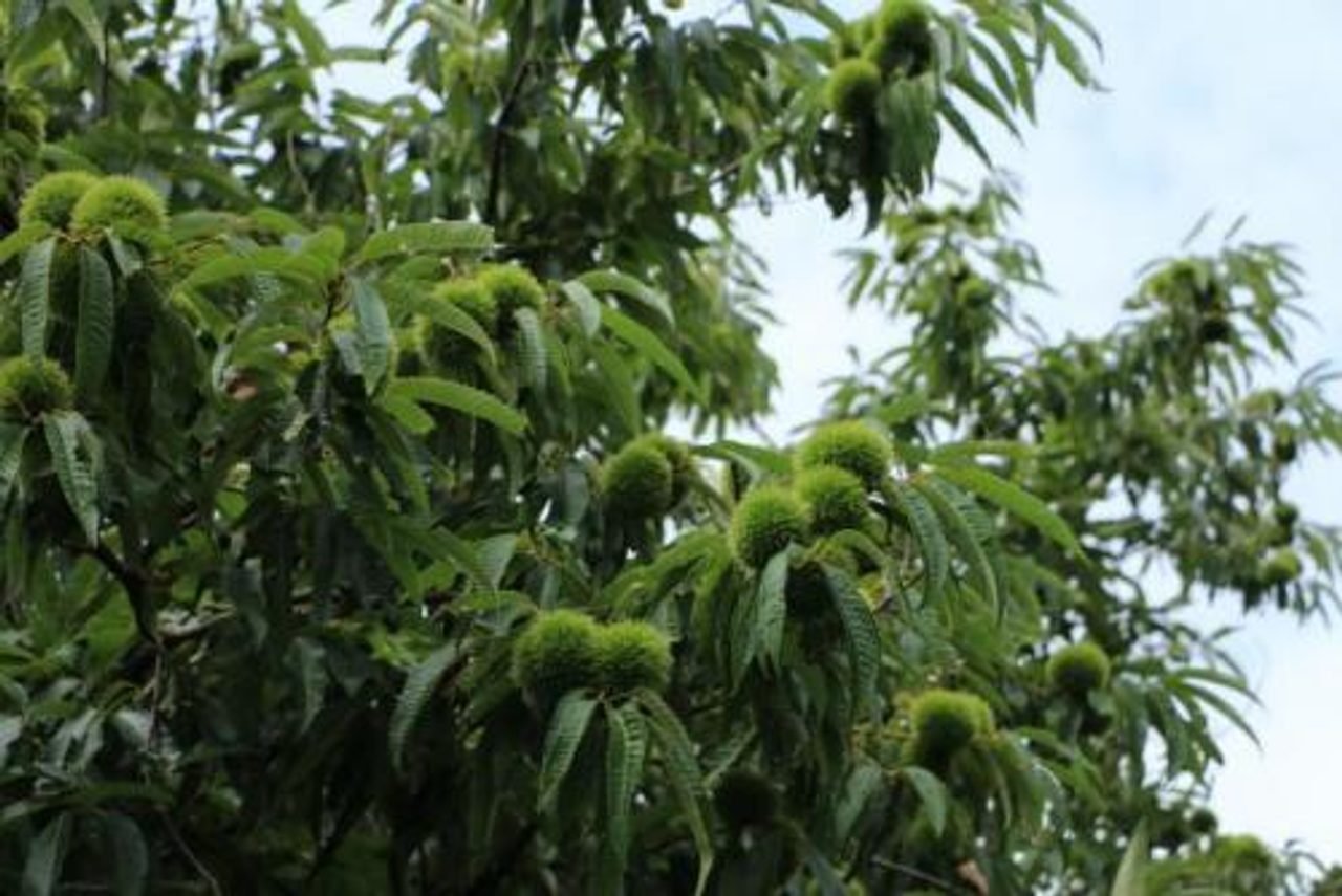 Nonodake Tourist Chestnut Orchard
