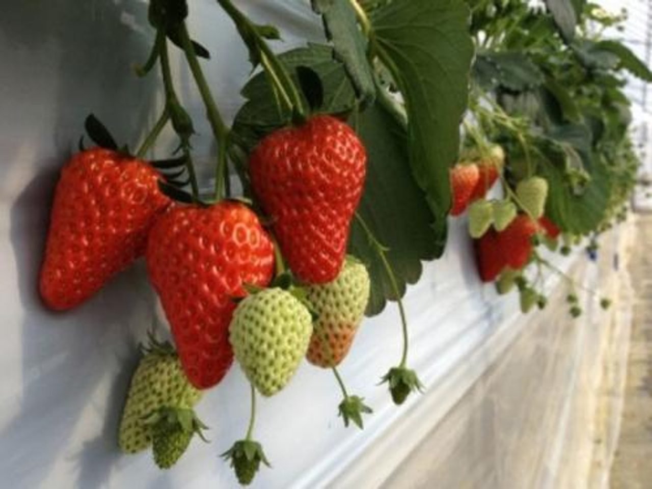 Suzuki Tourist Strawberry Farm