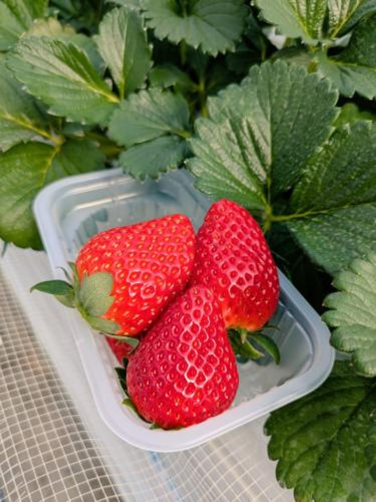Yamamoto Ichigo Farm