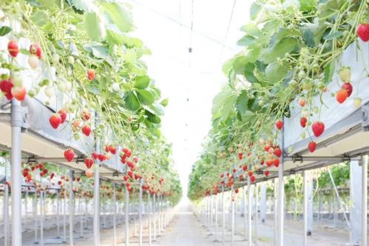 MIGAKI FARM