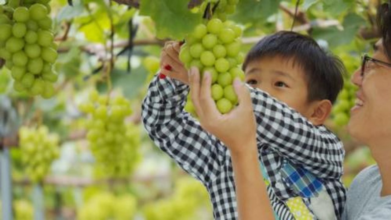 Tadokoro Tourist Grape Garden