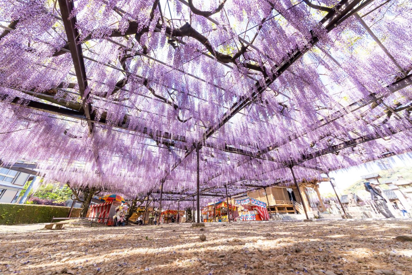 Yame Kuroki Oto Festival (Susano Shrine)