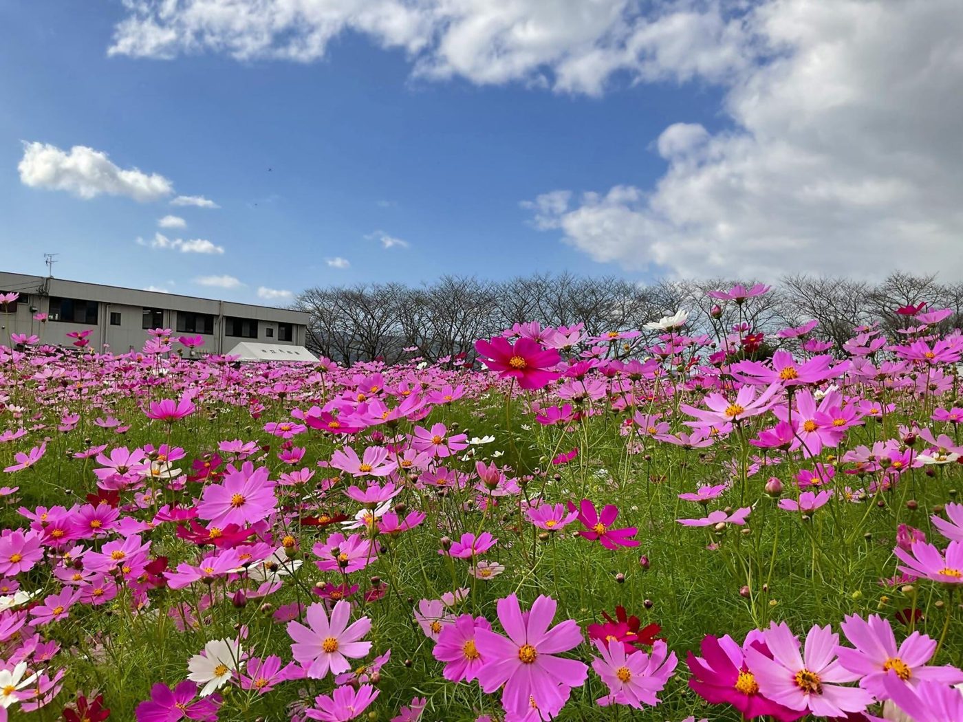 Cosmos along the Yabe River