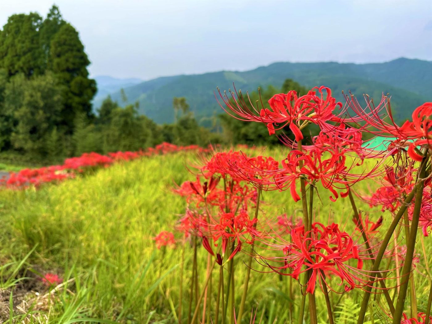 Yoshibi Rice Terraces (Yame Kuroki Town)