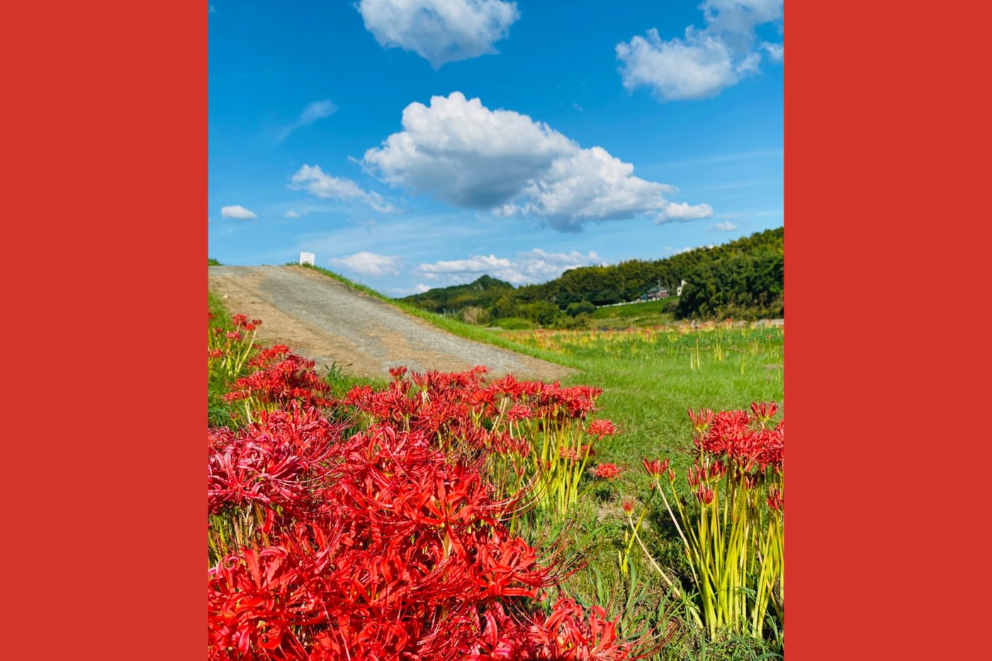 Red Spider Lilies along the Yabe River