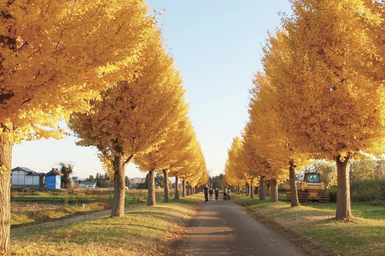 Kurokawa no Icho Namiki (Yokote)