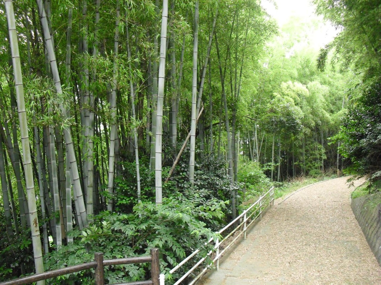 Mt. Suzukuma Park