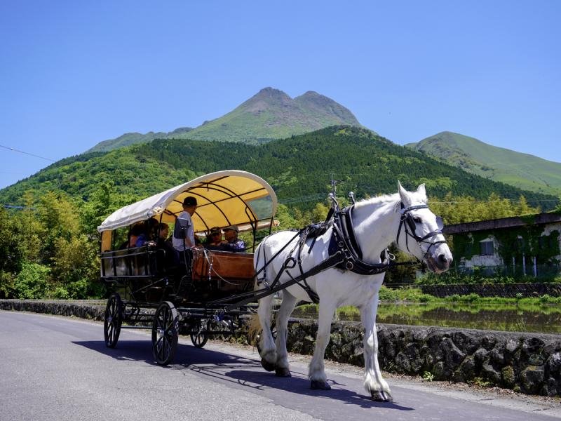 Tsuji Sightseeing Horse Carriage