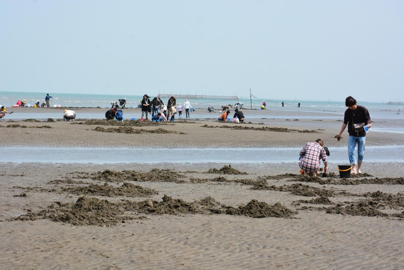 Nagaihama Coast Clam Digging (Razor Clam Digging)