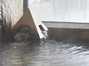 鳥海　猿倉温泉　ホテルフォレスタ鳥海