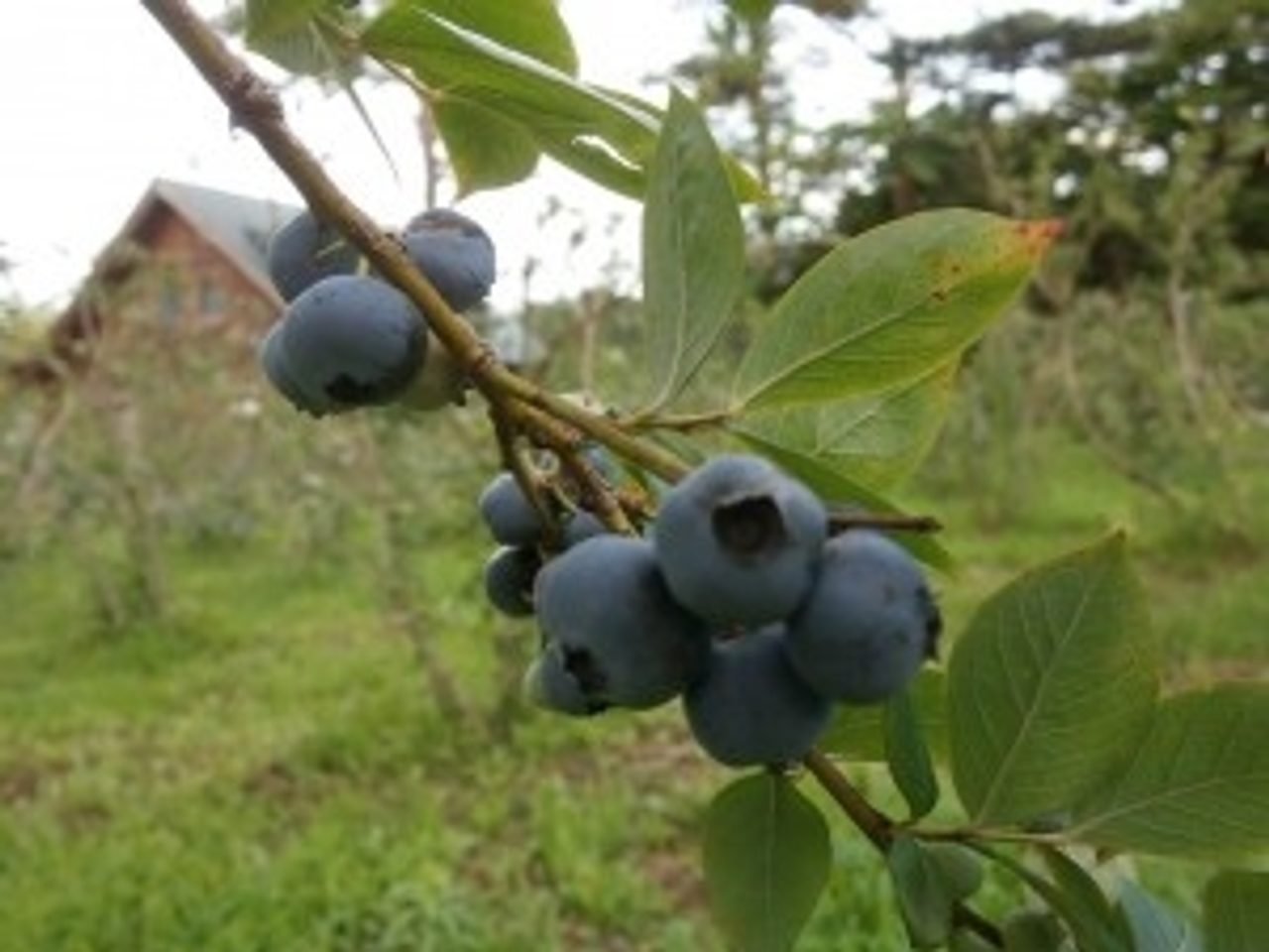 Zao Blueberry Farm