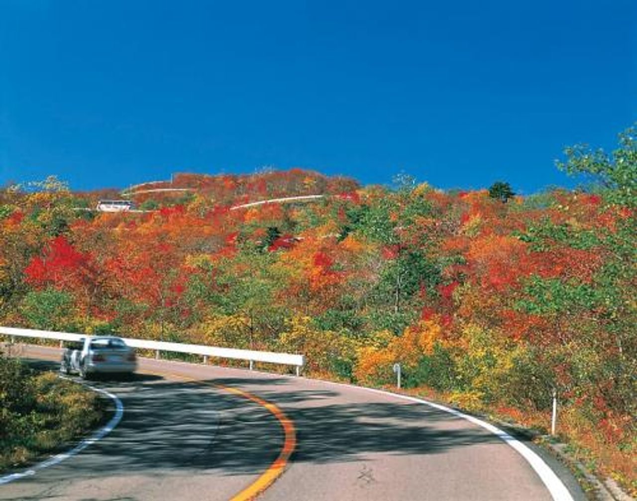 Zao Echo Line Autumn Foliage